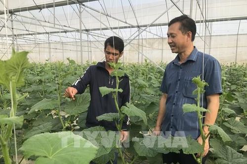 Nhà màng nhà lưới ở Hải Dương phục hồi sản xuất sau bão