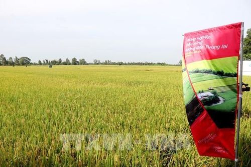 Gần 180 tỷ đồng phát triển lúa hữu cơ liên kết theo chuỗi giá trị
