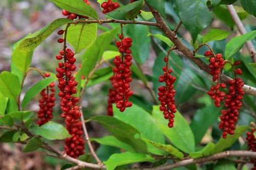 Loại quả xưa rụng đầy ít ai ăn, giờ thành đặc sản được dân phố 'săn lùng', 50.000 đồng/kg