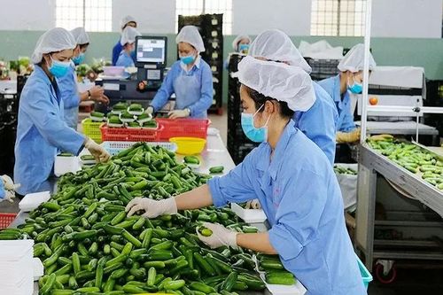 Xuất khẩu bền vững sang EU: Nâng cao giá trị sản phẩm để 'thoát kiếp' gia công