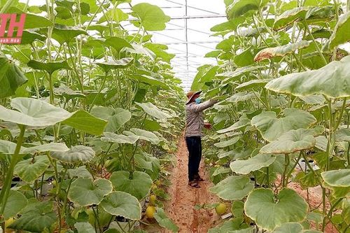 Tân Châu phát huy tiềm năng, lợi thế xây dựng xã NTM nâng cao