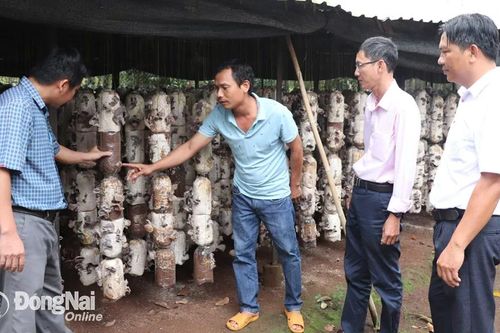 Khởi nghiệp thành công từ nghề làm nấm mèo