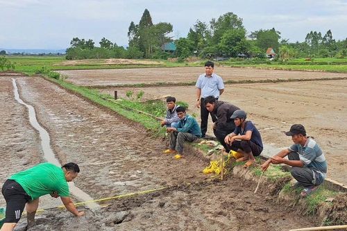 Bón phân viên dúi sâu cho cây lúa: Hiệu quả kép