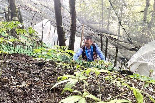 Anh nông dân vùng biên giới làm giàu từ trồng sâm Lai Châu