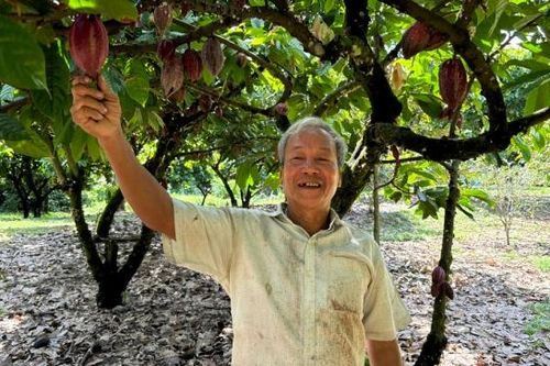 Bản Cacao liên kết xây dựng vùng nguyên liệu xuất khẩu Hàn Quốc