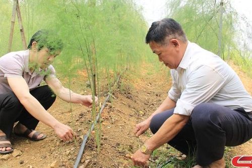Mường La tập trung chăm sóc cây vụ đông