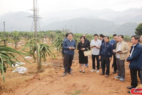 Nông dân Chiềng Hắc thu nhập cao từ trồng cây ăn quả