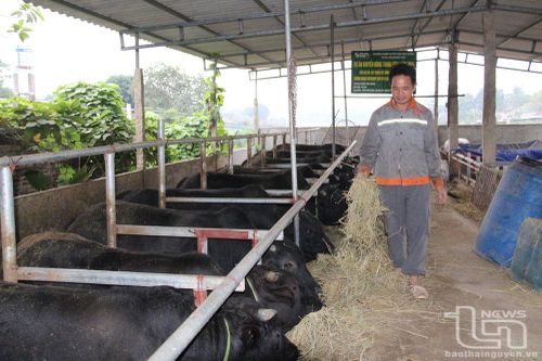 Phú Bình phát triển chăn nuôi gia súc theo hướng bền vững