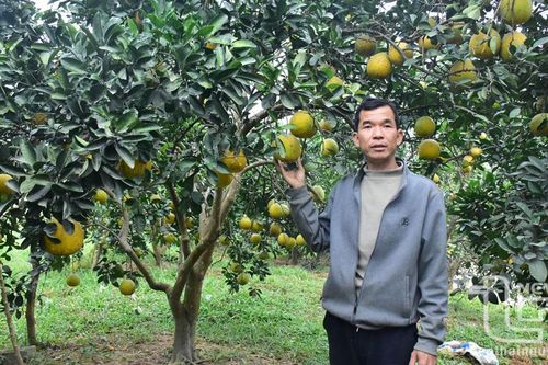 Vườn bưởi 'có một không hai' ở Tân Long