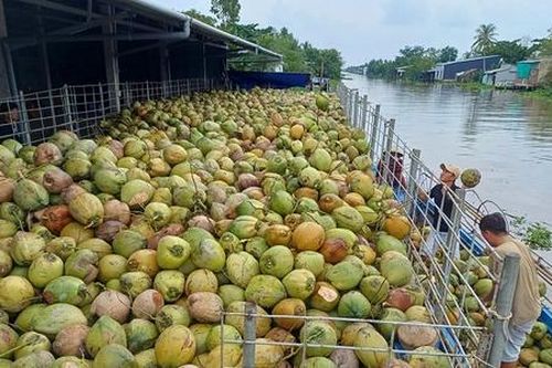 Cây Dừa: Tiềm năng vàng của nền nông nghiệp Việt Nam