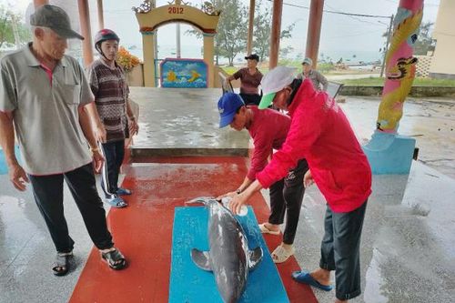 Phát hiện cá heo bị chết tại đảo Cù Lao Xanh và giải pháp 'độc' từ Nam Mỹ
