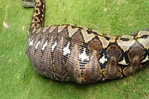 Đào đường, công nhân đụng độ trăn Anaconda khổng lồ có 'khối u' kỳ dị: Không thể tin về thứ nó đã nuốt