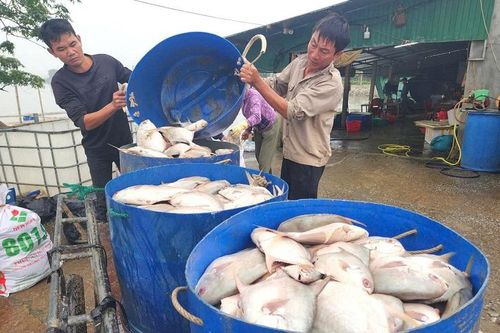 Hà Tĩnh: làm rõ nguyên nhân cá nuôi bị chết hàng loạt