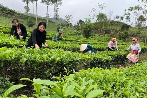 Tạo dấu ấn xuất khẩu cho chè Việt Nam
