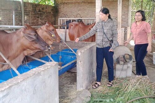 Người dân Phú Bình đầu tư chăn nuôi bò theo hướng bền vững