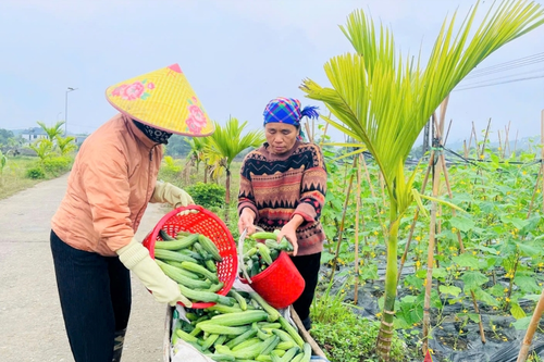 Vị Xuyên (Hà Giang): Nông dân thu nhập cao nhờ dưa chuột