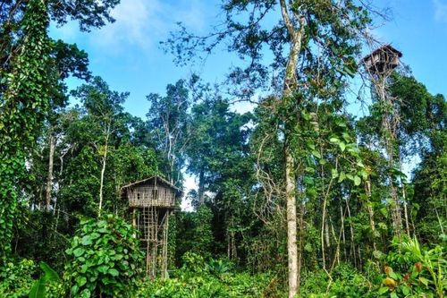Hé lộ sự thật gây sốc về bộ tộc sống biệt lập trên cây