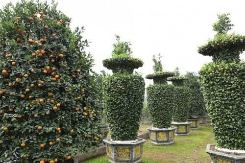 Độc đáo những cây quýt 'tạo dáng' lục bình hút khách dịp Tết 2025