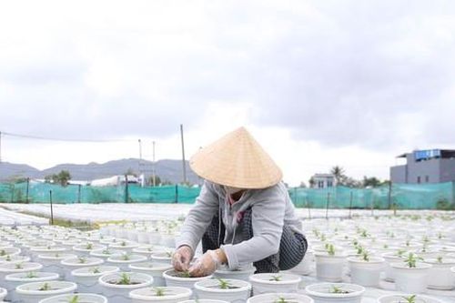 Thời tiết thất thường, nông dân Đà Nẵng lo lắng vụ hoa Tết