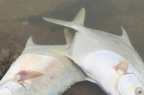 Nguyên nhân cá chim chết trắng hồ ở Hà Tĩnh