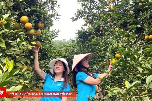 Vựa cam 'quê lúa' tất bật vào vụ thu hoạch