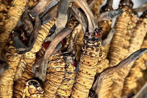'Sâu cỏ' khô đổ bộ thị trường Việt, giá 2,5 tỷ đồng/kg vẫn cháy hàng