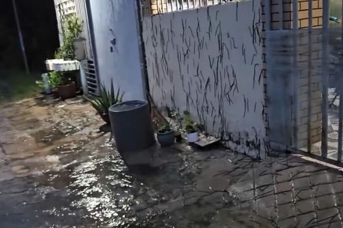 Kinh hãi cảnh hàng nghìn con giun chui lên mặt đất, leo tường nhà ở Vũng Tàu