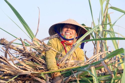 Nhiều công việc ở Nghệ An thiếu lao động thời vụ dịp cuối năm