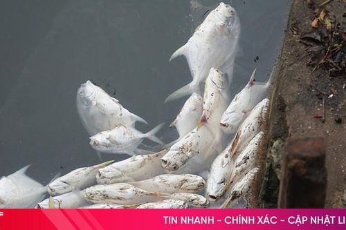 Xác định nguyên nhân cá chim chết trắng hồ nuôi