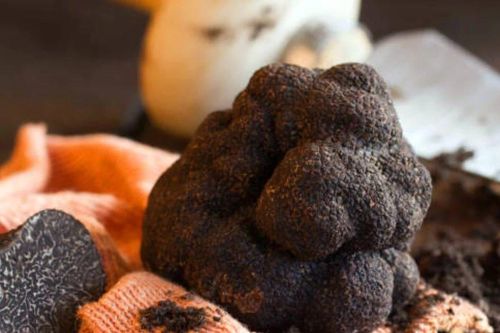 Phát hiện một quả nấm truffle đen khổng lồ nặng hơn 1,7kg tại Trung Quốc