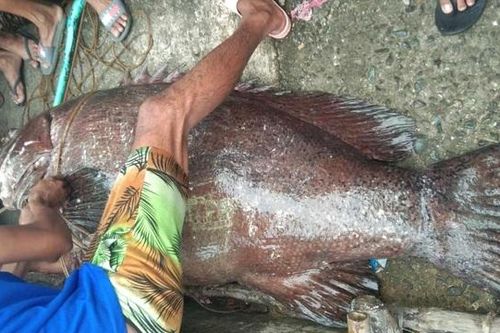 Ngư dân câu được con cá mú khổng lồ nặng 163 kg trên biển