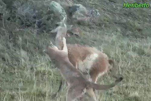 CLIP: Bị sư tử ngoạm chặt cổ, lạc đà Guanaco vẫn vùng dậy bỏ chạy và cái kết khó đoán
