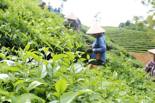 Nông dân thu 460 tỷ đồng từ chè búp tươi