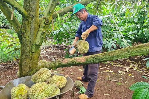 Cao su Đắk Lắk (DRI) muốn phát triển 500 ha trồng sầu riêng tại Lào