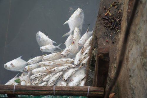 Xác định nguyên nhân hàng tấn cá chim chết trắng hồ ở Hà Tĩnh