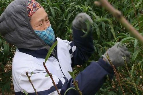 Dân làng đào La Cả tất bật tuốt lá, chuẩn bị đón vụ Tết Ất Tỵ 2025