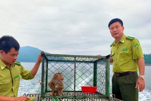 Những 'bác sĩ' cứu động vật hoang dã bên dãy Trường Sơn
