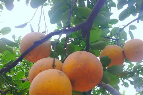 Vườn bưởi vắng sắc vàng, nhà nông buồn vì mất mùa