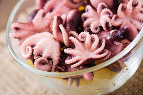 Tin mừng cho người thích ăn bạch tuộc