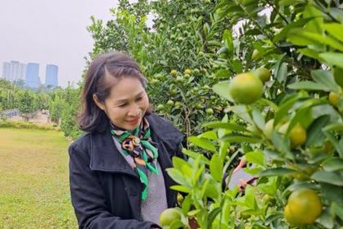 'Hồi sinh' sau bão, quất Tứ Liên sẵn sàng phục vụ Tết Nguyên đán