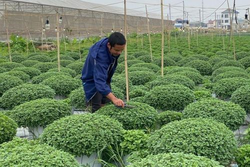Niềm vui, nỗi buồn ở làng hoa lớn nhất Ninh Bình trước vụ Tết