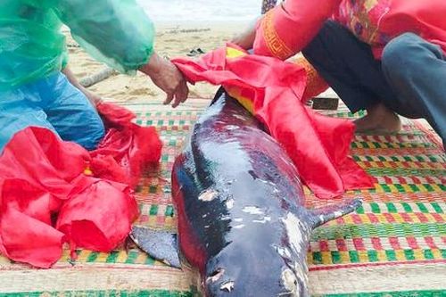 Xác cá voi nặng hơn 100kg đầy thương tích trôi dạt vào bờ biển Bình Định