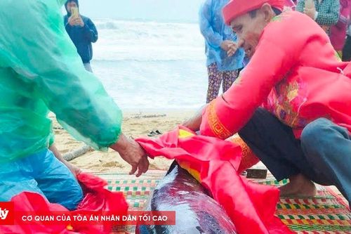 Phát hiện xác cá voi dài 2m, nặng hơn 100kg trôi dạt vào bờ biển