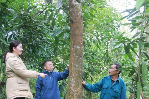 Huyện Quế Phong hy vọng xóa nghèo từ cây quế