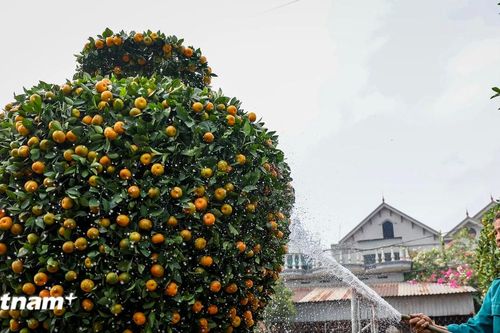 Quýt lục bình khổng lồ ở Hưng Yên 'cháy hàng' trước dịp Tết Nguyên đán