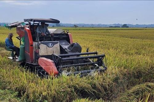 Giá lúa vụ Mùa tăng, nông dân có lãi