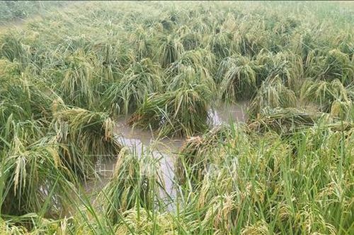 Mưa trái mùa diện rộng làm đổ ngã nhiều trà lúa sắp thu hoạch