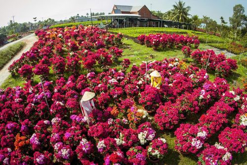 Nhiều hoạt động đặc sắc tại Lễ hội Hoa - Kiểng Chợ Lách (Bến Tre)