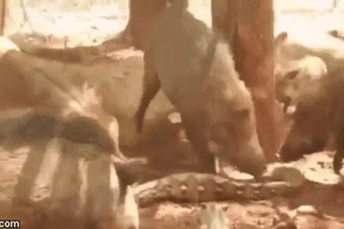 CLIP: Trăn gấm nhận cái kết cực 'đắng' khi xâm phạm lãnh thổ của lợn rừng