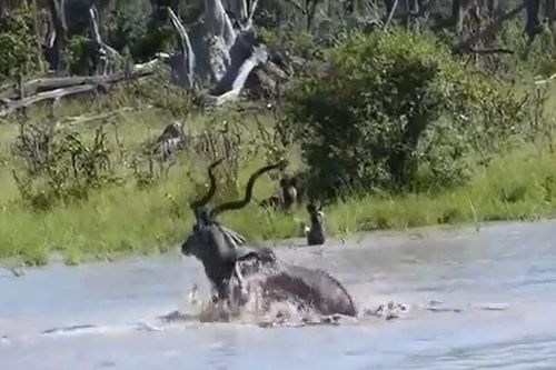 CLIP: Săn linh dương Kudu, chó hoang suýt bị chết đuối